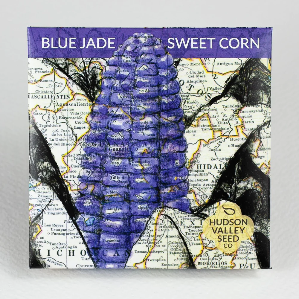 HV Blue Jade Sweet Corn